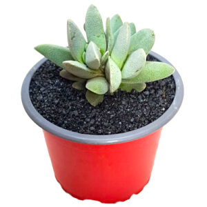 Crassula-tecta