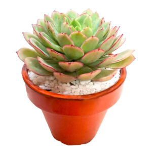 Echeveria-Orion-x-E.-deremensis