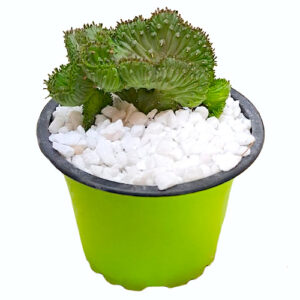 Euphorbia-flanaganii-cv.-crestata