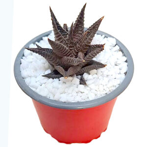 Haworthiopsis limifolia v.Gideonii