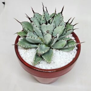 Agave potatorum cv. Cubic