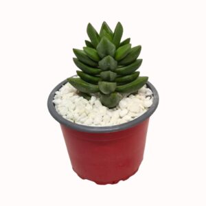 Crassula 'Benjamin'