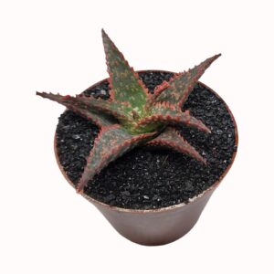 Aloe 'Christmas Carol'