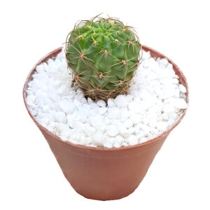 Lobivia wrightiana Easter Lily Cactus