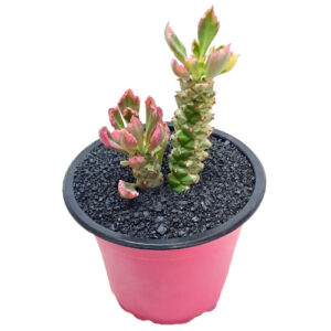 Monadenium-stapelioides-f.-variegata-variegated-sausage-spurge