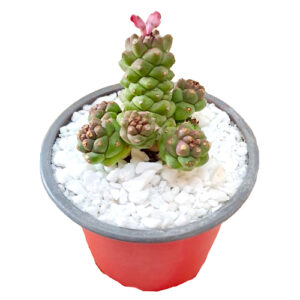 Monadium-ritchei-var-nyambense
