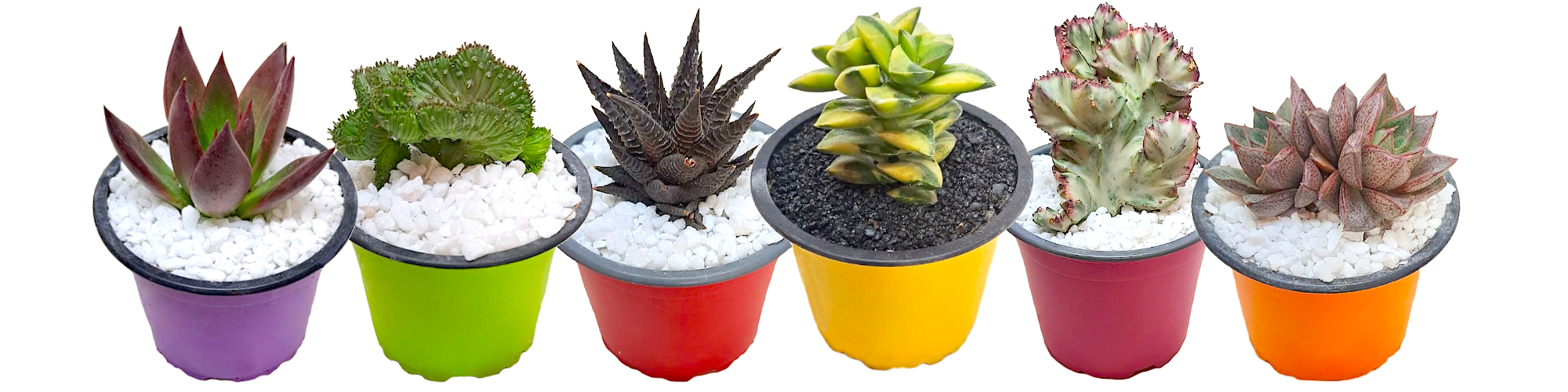 Promotions page banner of 6 different succulents in different coloured pots