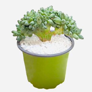 Pachyphytum-compactum-cv.-crestata