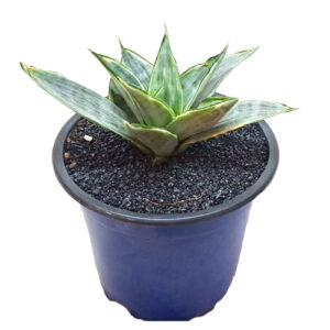 Sanseveria-trifasciata-moonshine-cv.-dwarf-variegata