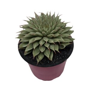 Graptopetalum filiferum syn. Sedum filiferum(Variations available)