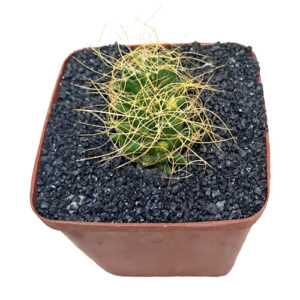 Mammillaria-decipiens-syn.-dolichotheie-decipiens-Birds-Nest-Cactus