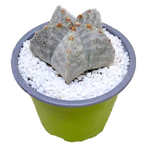 5-ribbed-Astrophytum-myriostigma-zebra-pattern