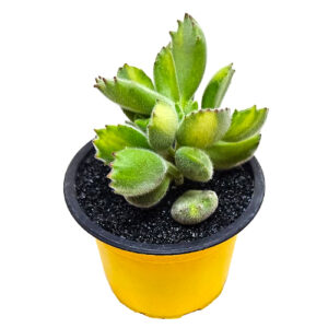 Cotyledon-tomentosa-subsp-tomentosa-Lemon-Lime