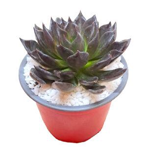 Echeveria-Black-Knight