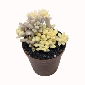 Graptopetalum 'mirinae' f. variegata (listed also as G. mendozae 'Mirinae' variegatum
