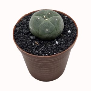Lophophora williamsii