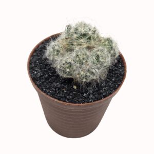 Mammillaria baumii