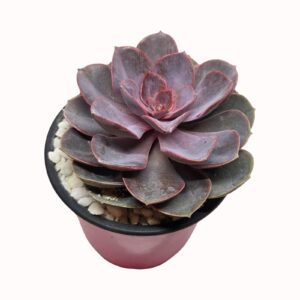 Echeveria agavoides 'Red Sky'