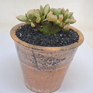 Pepperomia dolabriformis f. variegata cv. crestata