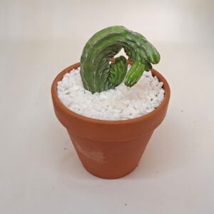 Euphorbia lydenburgensis cv. monstruosa f. crestata