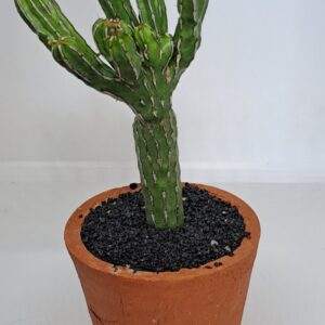 Euphorbia lydenburgensis cv. monstruosa (Lydenburg-naboom) nursery mutation