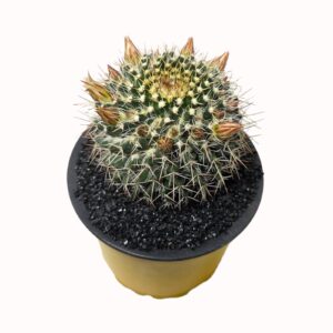 Mammillaria karwinskiana 'Royal Cross Mammillaria' seedraised