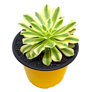 Aeonium-x-hybridum-f.variegata