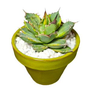 Agave-titanota-cv.-Banana-Peel-02