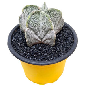 Astrophytum-myriostigma-cv.-monstruosa-slight-variegation
