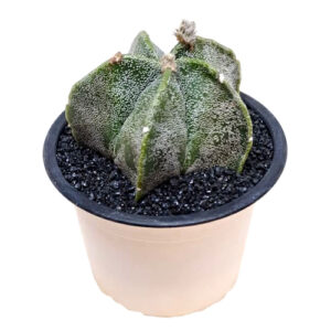 Astrophytum-myriostigma-speckled