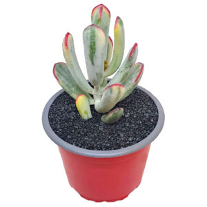 Cotyledon-orbiculata-v.-flanaganii-f.-variegata