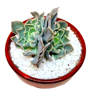 Echeveria-Quadalajara-double-headed
