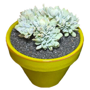 Echeveria-runyonii-Topsy-Turvey-cv.-crestata