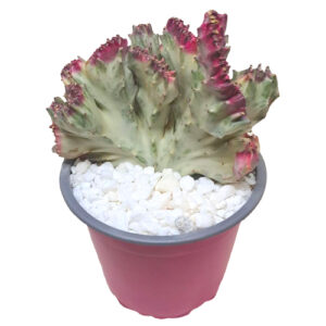 Euphorbia-lactea-cv.-crestata-Pink-Coral