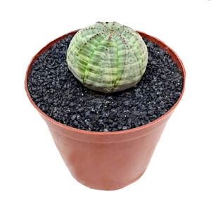 Euphorbia-obesa-sea-urchin