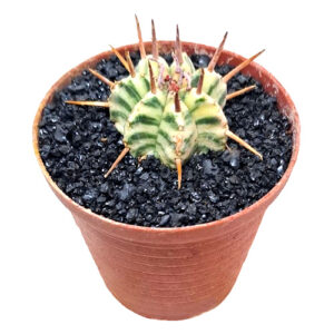 Euphorbia-pulvinata-f.-variegata