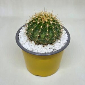 Ferocactus schwarzii (seedraised Succulents Online)