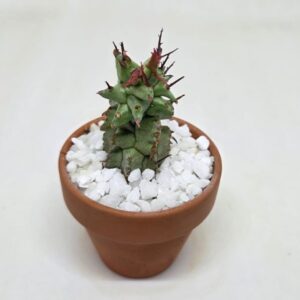 Euphorbia horrida f. monstruosa (nursery cultivar)