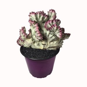 Euphorbia lactea  cv. crestata 'Pink Coral'