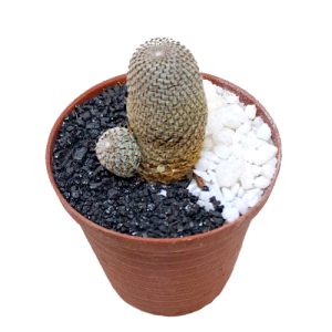 Rebutia-heliosa-syn.-Aylostera