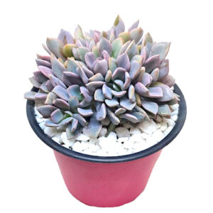 xGraptoveria-cv.-crestata-natural-nursery-mutation