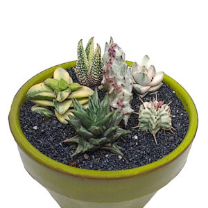 combo-selection-without-pot