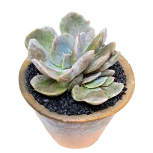Echeveria cv. 'monstruosa' x Echeveria 'Pinky Trumpet' (similar avail)