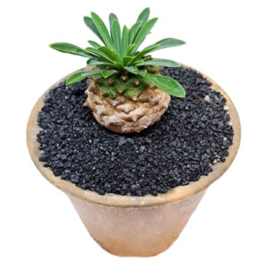 Euphorbia-bupleurifolia-x-suzannae-hybrid