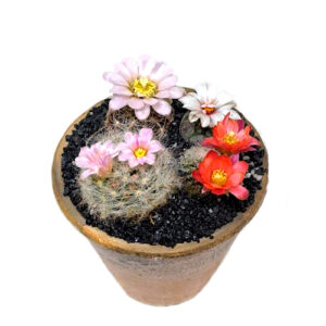 cacti-selection-combo_Mammillaria-baumii-Turbinicarpus polaskii -Lobivia-hybrid-Gymnocalycium-bruchii-