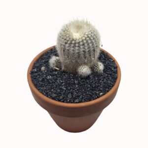 Notocactus haselbergii 'Scarlet Ball Cactus/'White-web Ball Cactus'