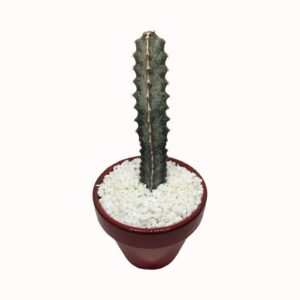Euphorbia robecchii (Somali species) seedraised slowgrower