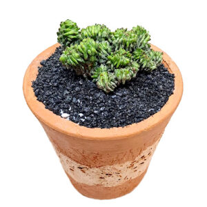 Euphorbia-cv.-Green-Elf-crestata-hybrid