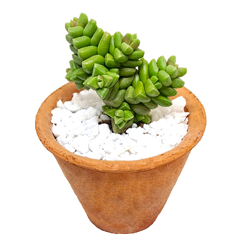 Crassula-elegans-Bushmanland-Cape-miniature-species