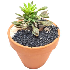 Monadenium-reflexum-syn.-Euphorbia-reflexum